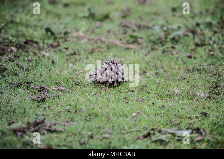 An image of a single pine cone lying on the grass Stock Photo