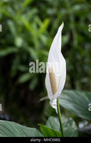 Spathiphyllum cochlearispathum. Peace Lily inside the glasshouse RHS Wisley gardens, Surrey, UK Stock Photo