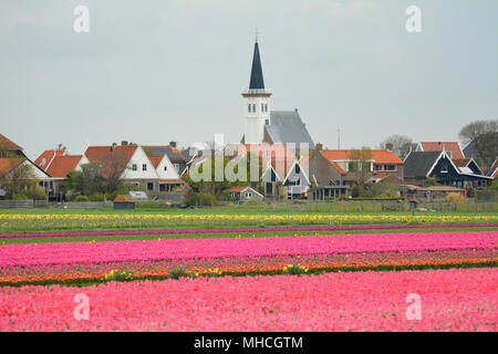 Flower fields with colourful tulips at Den Hoorn on isle Texel, Holland. Bollenvelden. Stock Photo