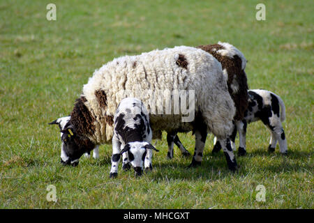 Colorful Texel sheep and lambs in winter at isle Texel, the Netherlands. Europe. Bonte schaap. Stock Photo