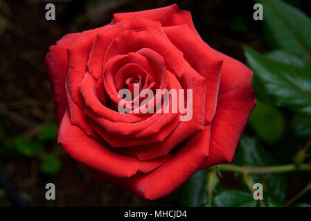 Older style hybrid T rose bred for the cut flower market. Not commonly gown in modern times, having been replaced by improved varieties. Stock Photo