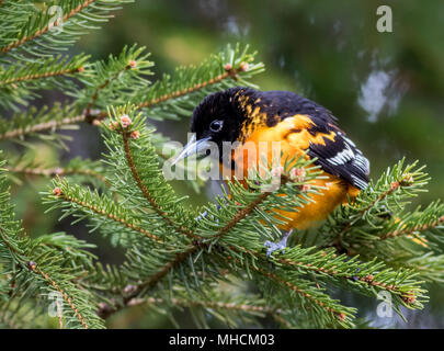 Baltimore Oriole (Icterus galbula) searches for food on an evergreen tree in springtime Stock Photo