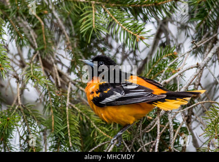 Baltimore Oriole (Icterus galbula) searches for food on an evergreen tree in springtime Stock Photo