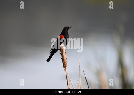 A Red Winged Blackbird displaying on a reed at the Las Gallinas Sanitary Ponds in San Rafael, CA. Stock Photo