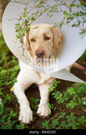 Sad injured labrador dog sitting with plastic cone on his neck Stock Photo