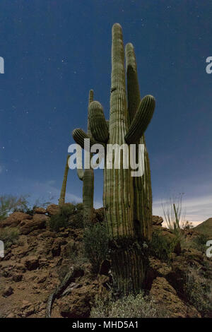 Saguaro cactus (Carnegiea gigantea) with stars and moonlight, Tucson, Arizona Stock Photo