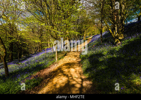 Path through a carpet of woodland Bluebells in the spring sunshine, Emmetts Garden, Kent, UK Stock Photo