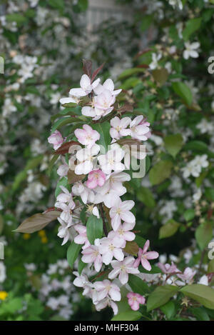 spring pink apple flowers in garden closeup Stock Photo
