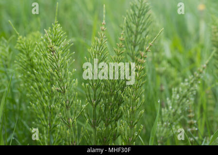 Equisetum arvense, the field horsetail or common horsetail - herbal plant Stock Photo