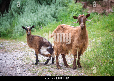 Curious goat and her kid on a trekking path in Crete, Greece Stock Photo