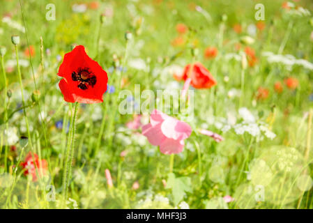 Close up of poppies and wild flowers in a field Stock Photo