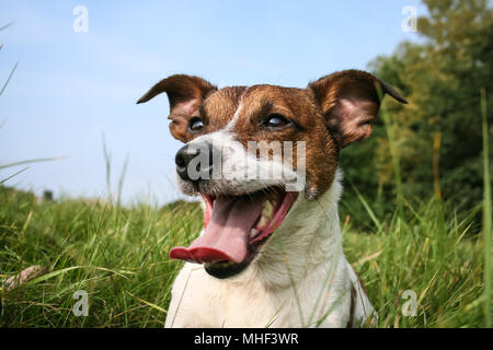 Jack Russell Terrier lying in the meadow Stock Photo