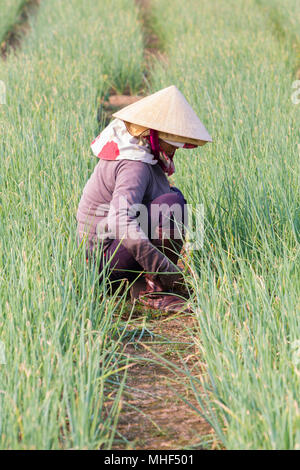 Rows of crops in Tra Que vegetable village between Hoi An and An Bang, Vietnam Stock Photo