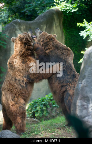 Two Black grizzly bears while fighting Stock Photo