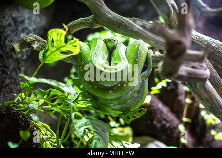 Green tree python (Morelia viridis) Stock Photo