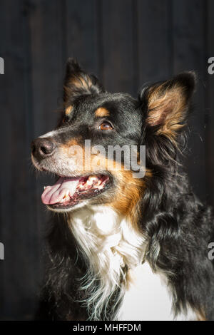 Tricolor Australian Shepherd male portrait on the porch Stock Photo