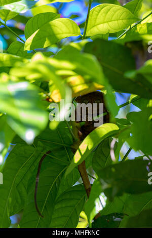 Bohol Philippines 19. April, 2018 A tarsier, one of the world's smallest primates Stock Photo