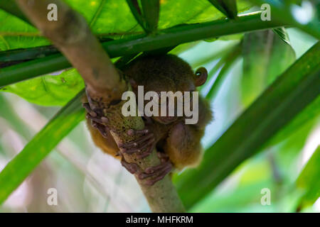 Bohol Philippines 19. April, 2018 A tarsier, one of the world's smallest primates Stock Photo