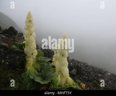 pink flower grown in high altitude Stock Photo