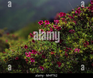 pink flower grown in high altitude Stock Photo