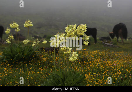 pink flower grown in high altitude Stock Photo