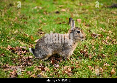 Wild rabbit during early spring. Taken in the cotswolds UK Stock Photo