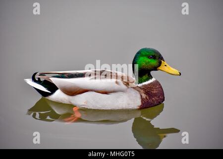 Duck in pitville park cheltenham during Autumn