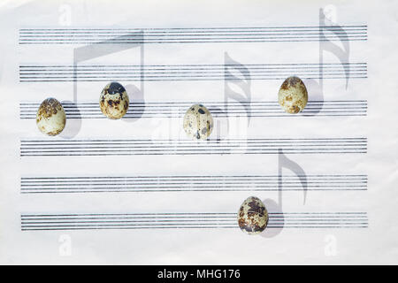 Japanese quail eggs in front of a blank six-stave music paper are casting shadows in the shape of musical notes. Stock Photo