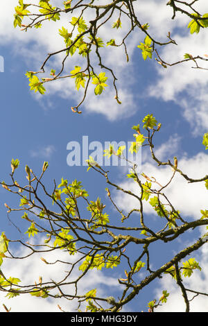 Spring buds against blue sky Stock Photo