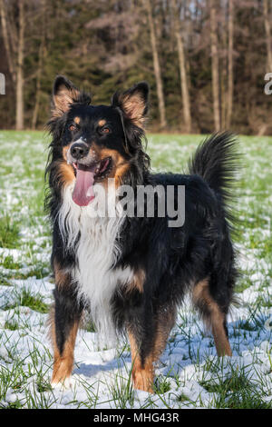Tricolor Australian Shepherd male in the snow on a sunny winter day Stock Photo
