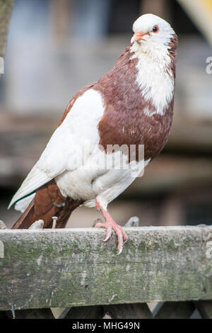 Domestic pigeon (Columba livia domestica) Stock Photo