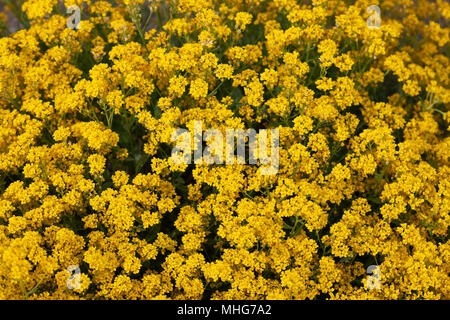 Goldentuft Alyssum, Praktstenört (Aurinia saxatilis) Stock Photo