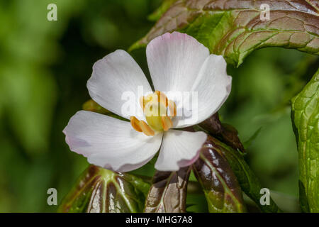 Mayapple, Fotblad (Podophyllum peltatum) Stock Photo