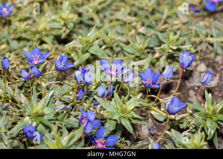 Blue pimpernel, Praktmire (Anagallis monelli) Stock Photo