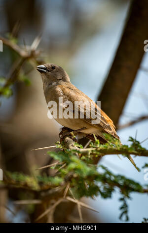 Grey-capped social weaver bird in thorny acacia Stock Photo
