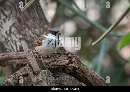 Male house sparrow perched on tangled branches Stock Photo