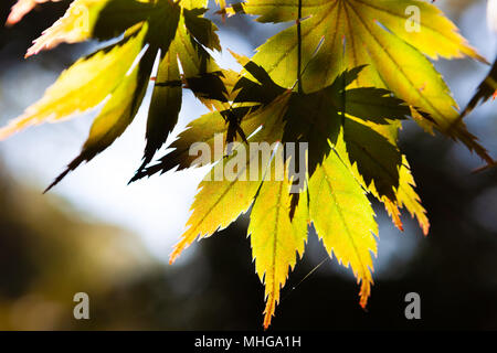Sun shining through yellow green maple leafs on blurred background Stock Photo
