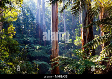 Light rays shingint through native Australian rainforest - gum trees and ferns Stock Photo