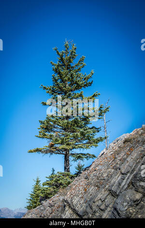 Pine tree standing alone on the side of a mountain with blue clear sky. Stock Photo