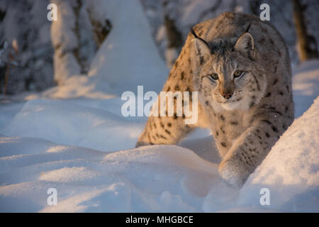 A chasing lynx in the cold winter and much snow in Norway. A Lynx lynx, Eurasian lynx with spots. Stock Photo