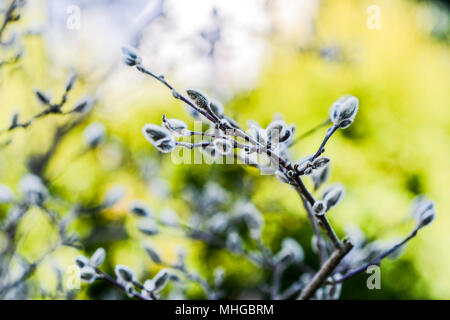 Magnolia buds blooming in the spring garden. Stock Photo