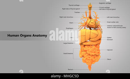 Human Body Internal Organs with Label Design Anatomy Anterior View Stock Photo