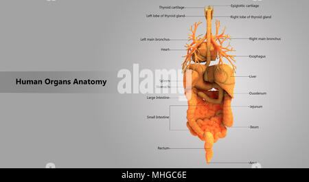 Human Body Internal Organs with Label Design Anatomy Posterior View Stock Photo