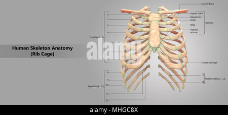 Anterior view of human skeletal system, with labels Stock Photo - Alamy