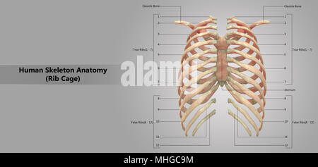 Human Skeleton System Rib Cage with Label Design Anatomy Posterior View Stock Photo