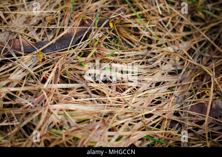 Last year's dry grass. Texture of old yellow grass. Stock Photo