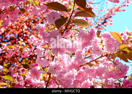 flowering pink cherry blossom, norfolk, england Stock Photo