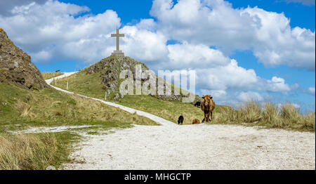 Cattle on the move at Llanddwyn Island on Anglesey, North Wales. Stock Photo