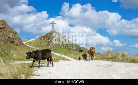 Cattle on the move at Llanddwyn Island on Anglesey, North Wales. Stock Photo