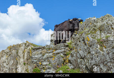 A bull acting like a mountain goat on some rocks at Llanddwyn Island on Anglesey, North Wales. Stock Photo